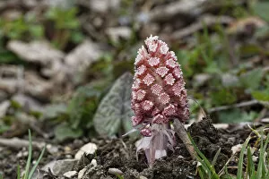 Daisy Family Gallery: Butterbur or Sweet Coltsfoot -Petasites paradoxus-