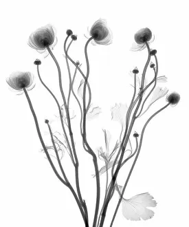 Flowers and Plants Inside Out Collection: Buttercup (Ranunculus sp. ), X-ray