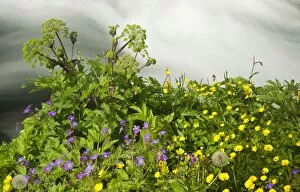 Spermatophyte Gallery: Buttercups -Ranunculus acris- and Meadow Cranesbill -Geranium pratense- at a torrent