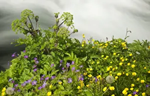 Stream Prints: Buttercups -Ranunculus acris- and Meadow Cranesbill -Geranium pratense- at a torrent