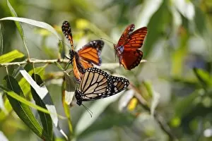 Monarch Butterfly (Danaus plexippus) Gallery: Three butterflies