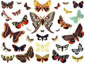 Isolated Collection: butterflies