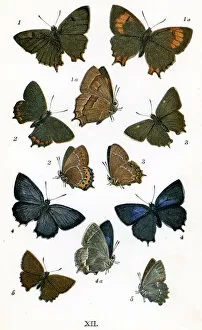 Images Dated 4th April 2011: Butterflies