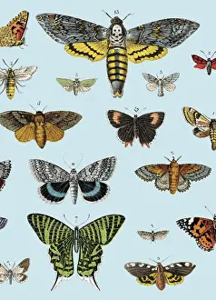 Butterfly Art Illustrations Prints: Butterflies