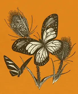 Butterfly Art Illustrations Prints: Butterflies