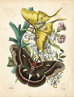 Butterflies