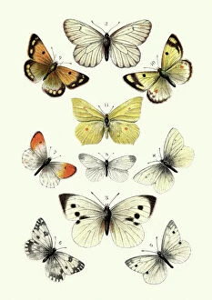 Insect Lithographs Gallery: Butterflies, Black veined white butterfly, Brimstone, Large white