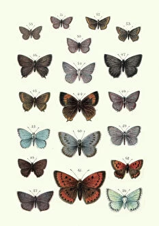Insect Lithographs Gallery: Butterflies, Brown hairstreak butterfly, Large copper, Blue, Argus
