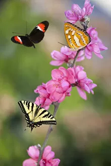 Three Butterflies on Cherry Blossoms