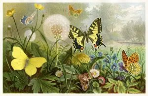 Images Dated 2nd March 2017: Butterflies Chromolithograph 1884