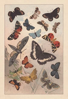Images Dated 7th May 2018: Butterflies of the European Alps, lithograph, published in 1893