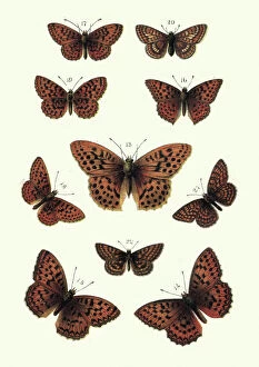 Insect Lithographs Gallery: Butterflies, Fritillary, Butterfly