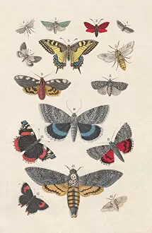 Images Dated 20th September 2013: Butterflies, hand-colored lithograph, published in 1880