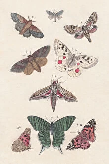 Insect Lithographs Gallery: Butterflies, hand-colored lithograph, published in 1880
