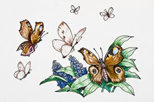 Butterflies and hyacinths