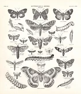 Images Dated 10th April 2017: Butterflies and Moths engraving 1877
