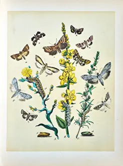 Butterflies, Moths, Insects and Plants - Illustration 1889