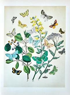 Butterflies, Moths, Insects and Plants - Illustration 1889