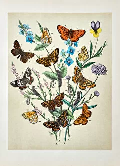 Images Dated 4th July 2017: Butterflies, Moths, Insects and Plants - Illustration 1889