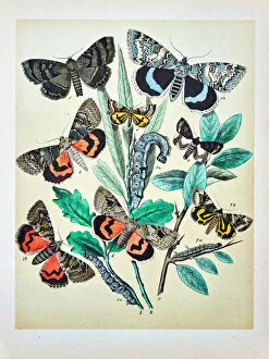 Images Dated 4th July 2017: Butterflies, Moths, Insects and Plants - Illustration 1889