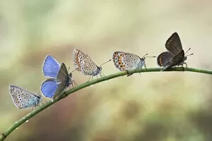 Animal Portrait Gallery: Five butterflies on a plant stem
