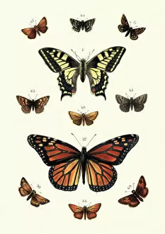 Insect Lithographs Collection: Butterflies, Swallow tail butterfly and Black veined brown, Skippers