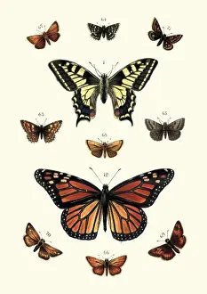 Butterflies, Swallow tail butterfly and Black veined brown, Skippers