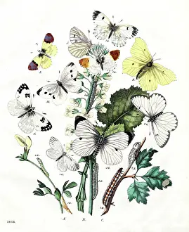 Brimstone Prints: Butterflies: white mustard, cabbage butterfly