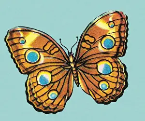 Butterfly Art Illustrations Prints: Butterfly