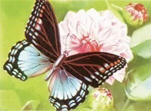 Images Dated 25th August 2003: Butterfly