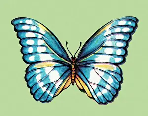 Butterfly Art Illustrations Prints: Butterfly