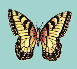Butterfly Art Illustrations Prints: Butterfly