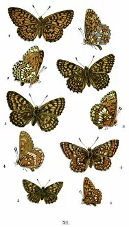 Insect Lithographs Gallery: Butterfly, Animal, Animal Limb, Animal Themes, Arrangement, Arthropod, Beauty, Beauty In Nature