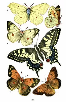 Images Dated 4th April 2011: Butterfly, Animal Limb, Beauty In Nature, Beauty, Living Organism, Natural Pattern