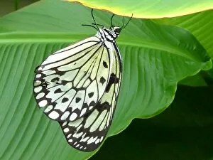 Butterfly on banana leaf