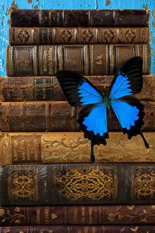 Images Dated 14th January 2013: Butterfly on books