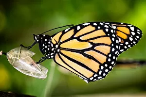 Monarch Butterfly (Danaus plexippus) Gallery: A butterfly is born