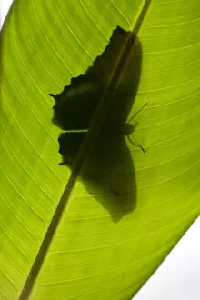 Butterfly, Costa Rica