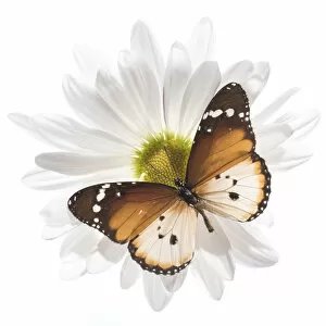 Monarch Butterfly (Danaus plexippus) Gallery: Butterfly on Daisy