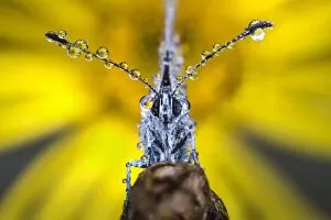 Images Dated 31st January 2017: Butterfly with dew drops