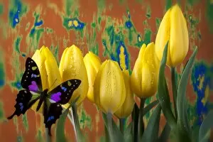 Butterfly dreams on yellow tulips