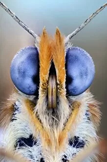 Scientific Gallery: Butterfly eyes, close up