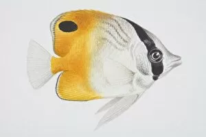 Butterfly Fish, Chaetodon sp. side view