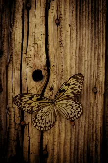 Images Dated 12th December 2015: Butterfly On Old Wood Wall