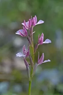 Images Dated 20th May 2013: Butterfly Orchid -Orchis papilionacea-, Kerkini, Central Macedonia, Greece