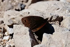 Images Dated 14th July 2015: Butterfly, Picos de Europa, Spain