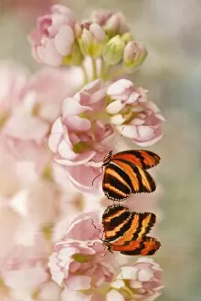 Butterfly on a Pink Flower