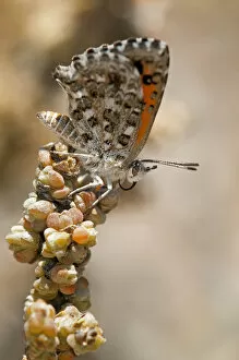 Images Dated 23rd November 2010: Butterfly of the South African species of the genus Aloeides, Knersvlakte, Western Cape