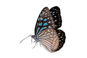Natural Gallery: Butterfly spots orange yellow white background Isolate