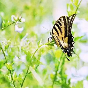 Bokeh Gallery: Butterfly Summer Dream